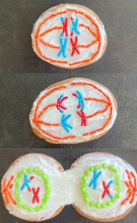 Home-made frosted cookies depicting metaphase I, anaphase I, and telophase I of meiosis, with color-code chromatids depicting homologous recombination