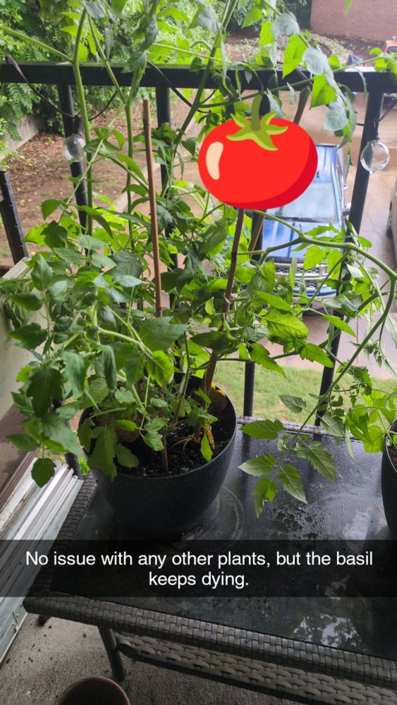 Cherry tomato plant #1 is all lush. Starting to see fruit buds.