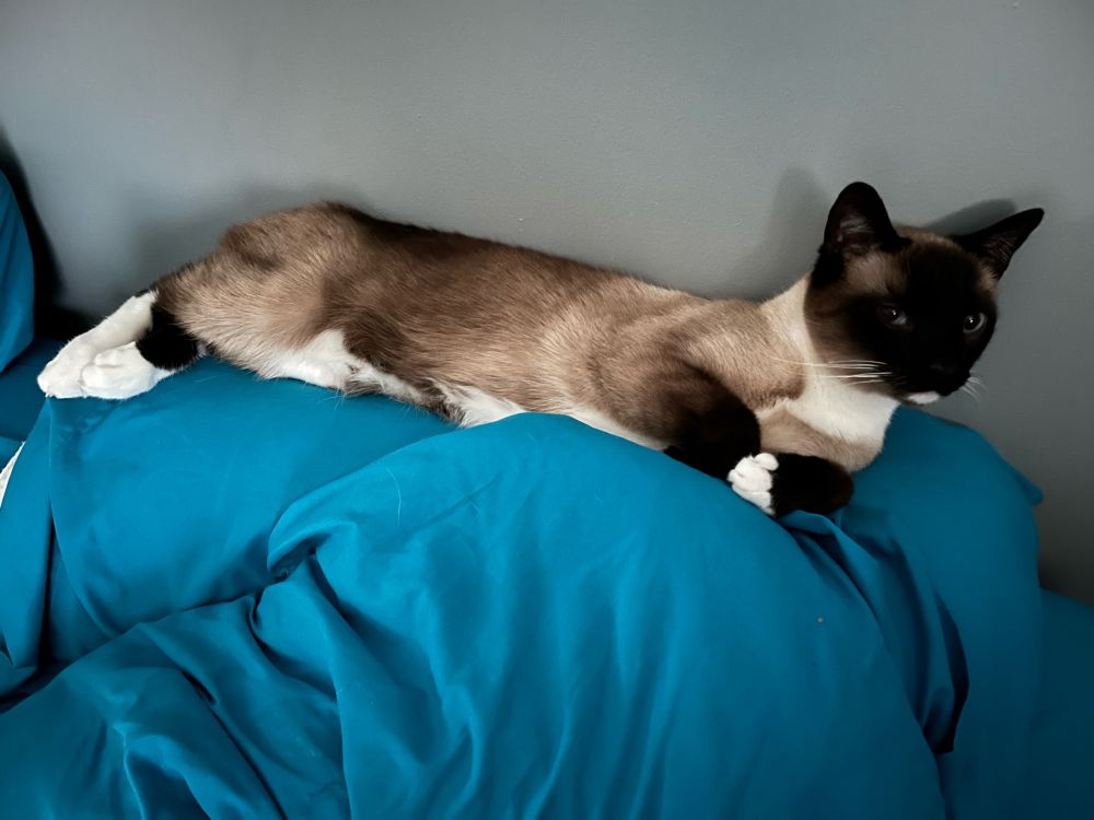 A snowshoe cat relaxed on top of a pair of pillows.