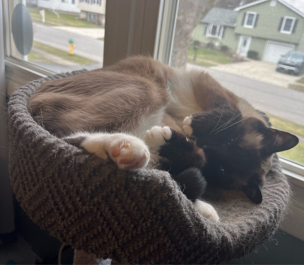 A snowshoe cat curled up in a perch with some of his back toe beans showing and his little front feetsies curled up. His eyes are open juuuuust wide enough to lure you in with how cute he is.