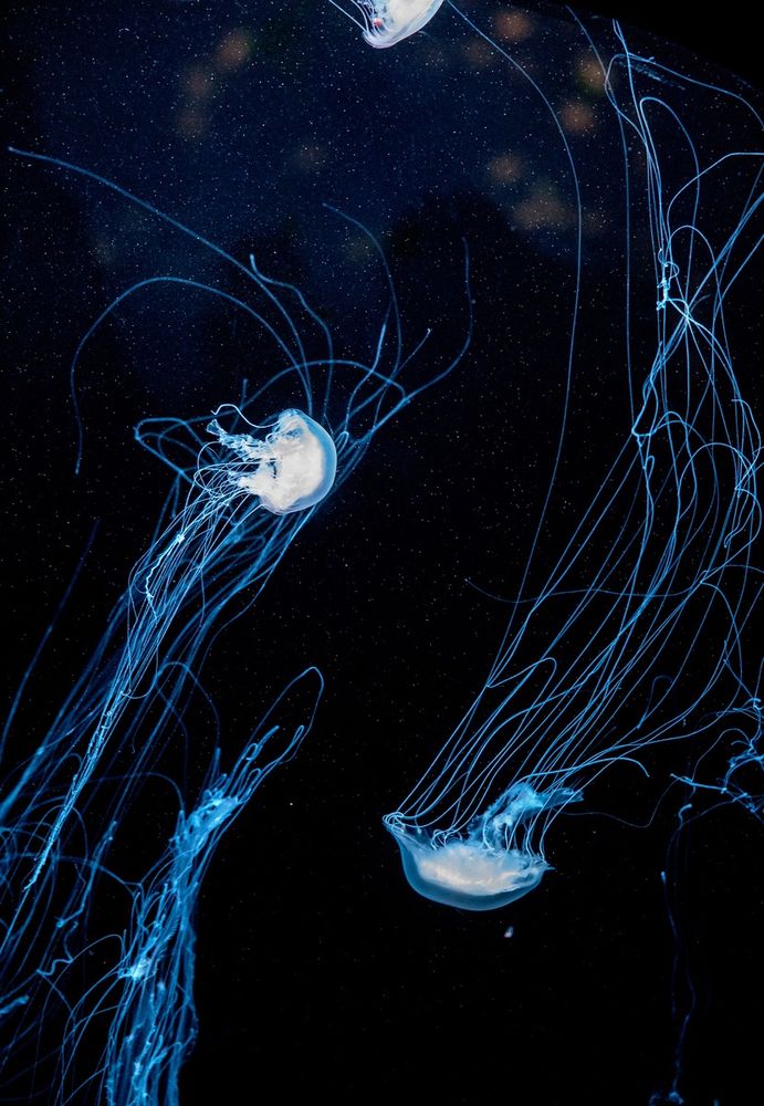 my photograph of jellyfish