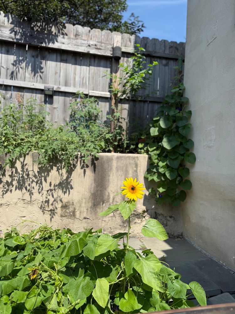 A mini sunflower with a bee on it