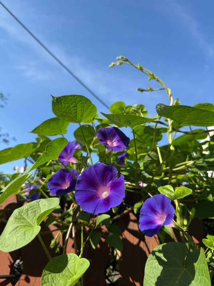 Purple morning glories 