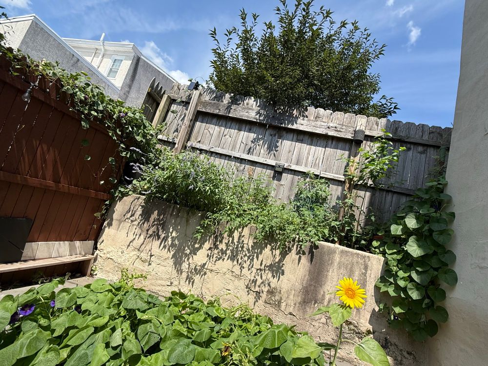 Backyard with a small sunflower and morning glories and sage and tomatoes 