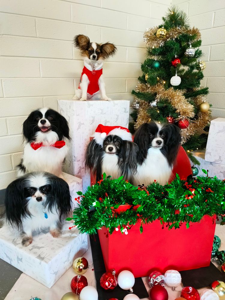 4 black and white adult papillon dogs and 1 tri colour papillon puppy - some with Christmas attire - posed in front of a Christmas tree with tinsel, baubles and gift boxes.
