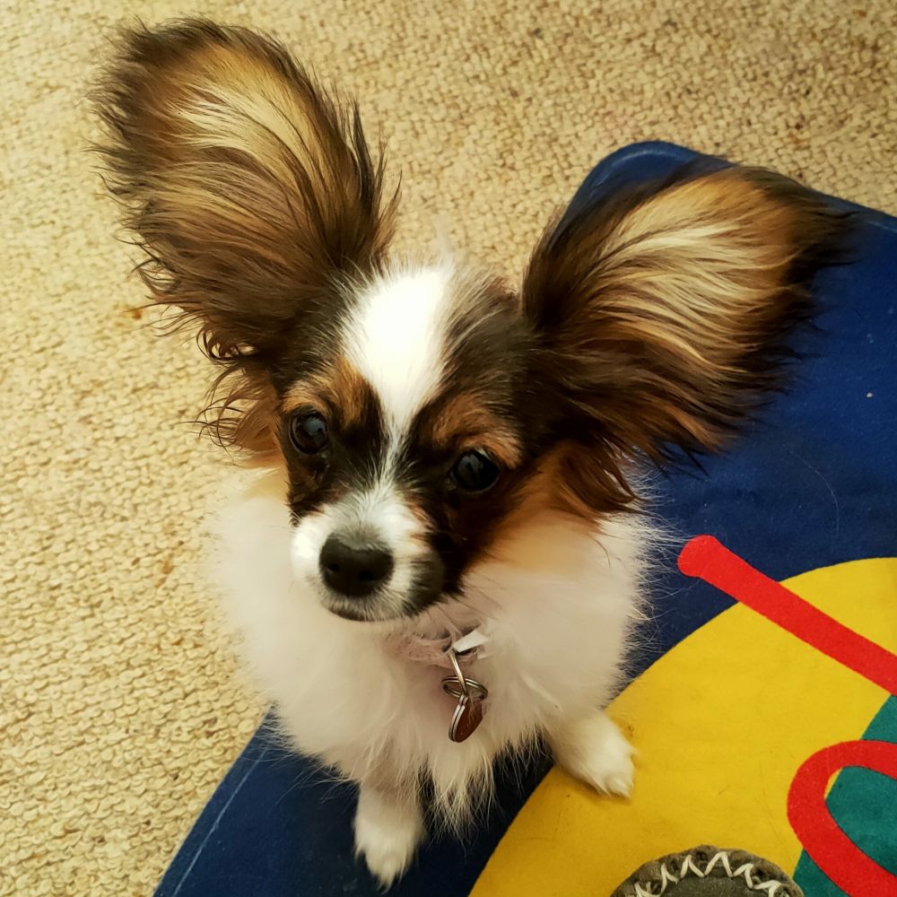 A 5 month old papillon puppy sitting, looking up at the camera. The pups ears are very large.