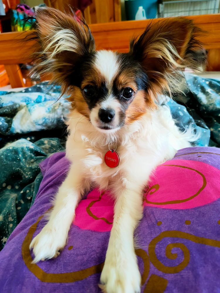 A 7 month old, tricolour papillon, lying on a cushion, facing the camera. A pink tag is visible hanging from her collar.