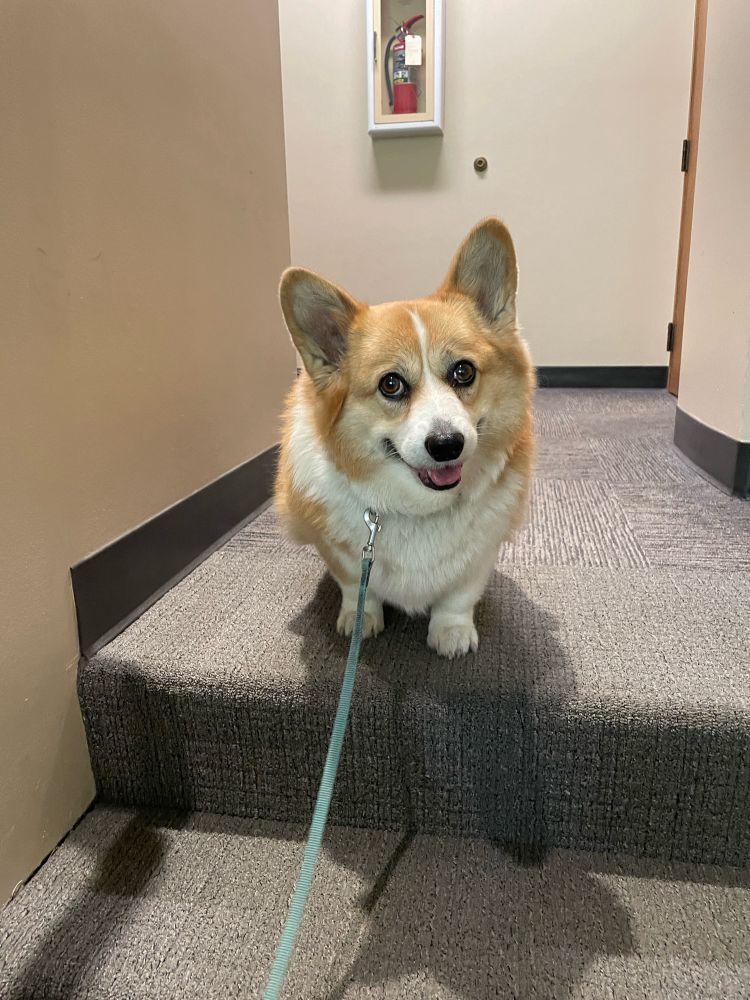 A corgi at the top of the stairs smiling at the camera.  She doesn’t want to leave the office.