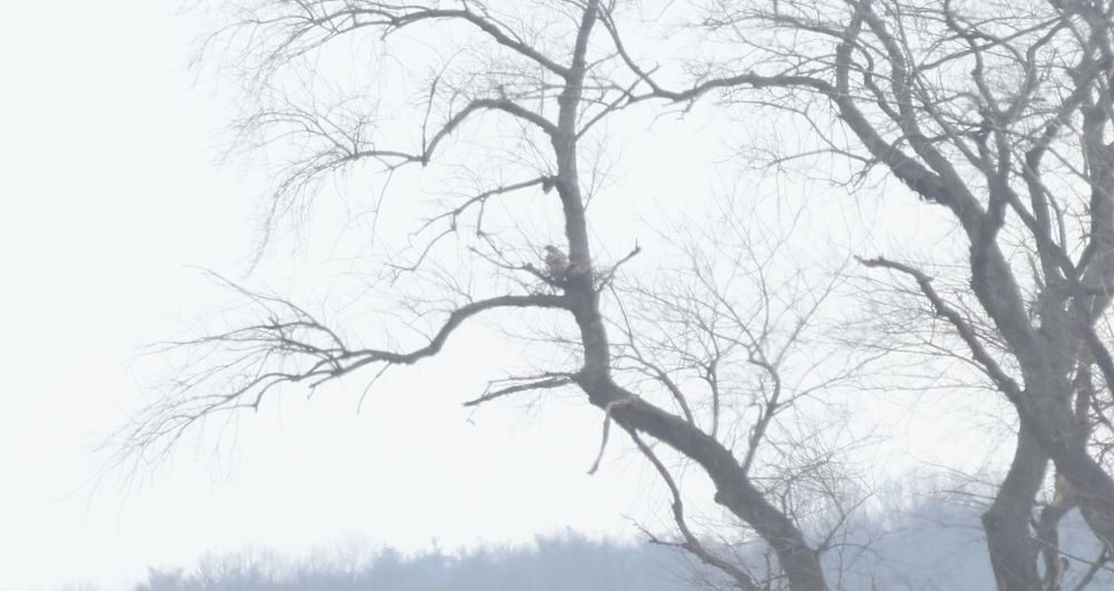 a distant pair of red tailed hawks sitting on a nest