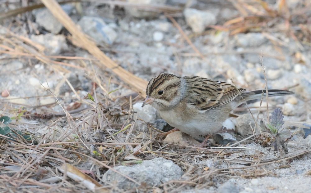 little brown bird on the ground