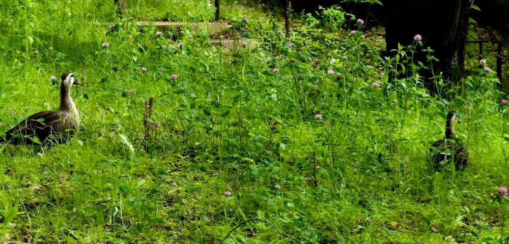 水辺ではなく草むらにいたカルガモカップル。