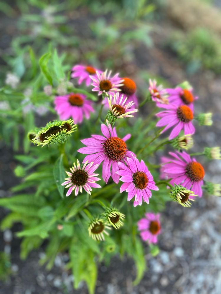Echinacea 