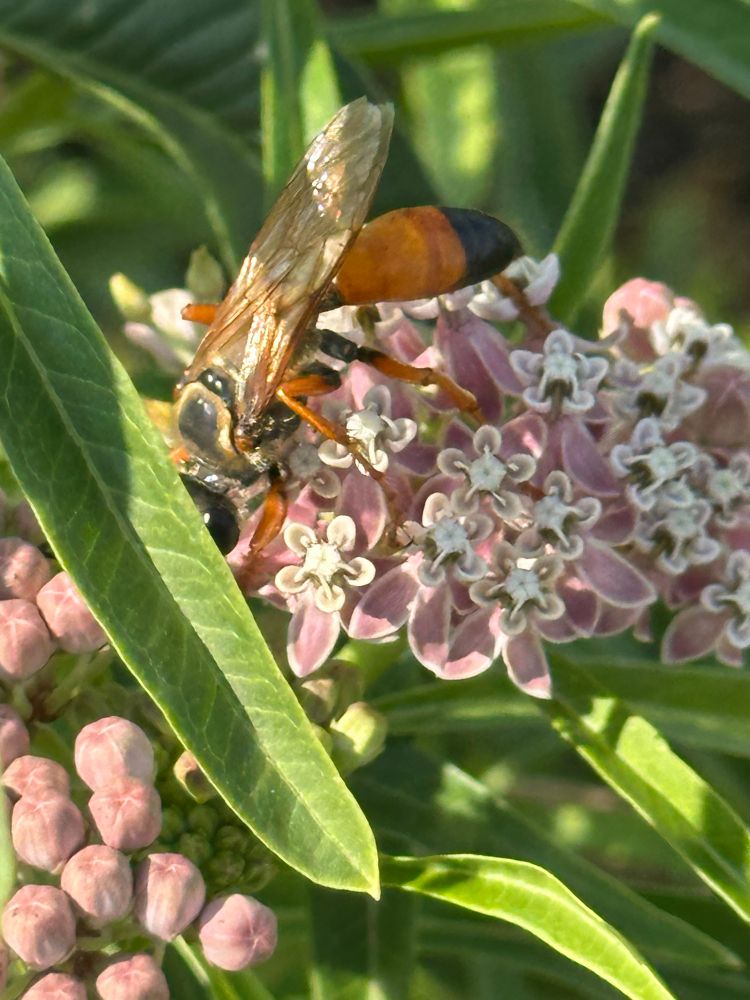 Great golden digger wasp on Asclepias 