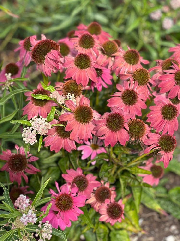 Echinacea 