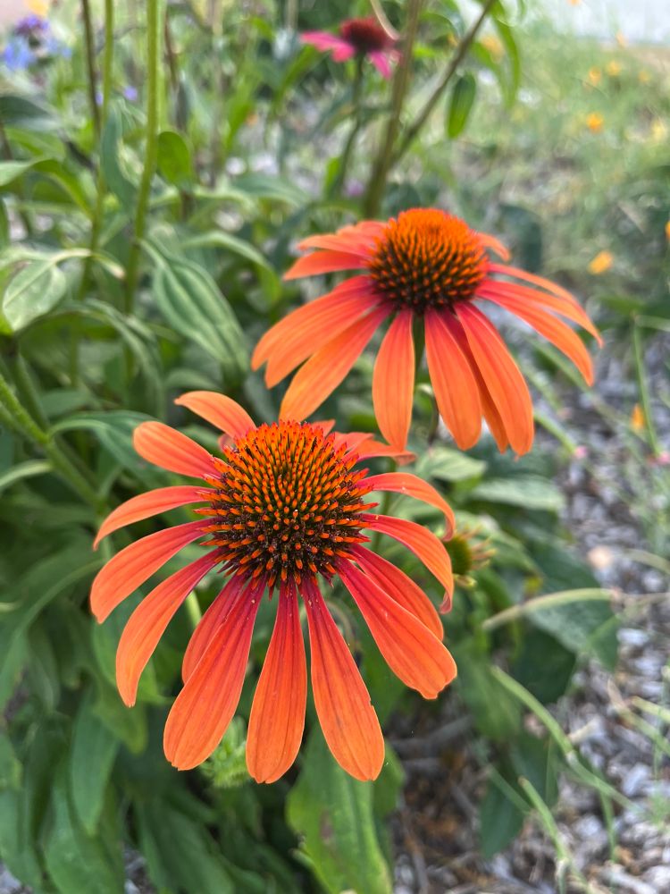Echinacea 