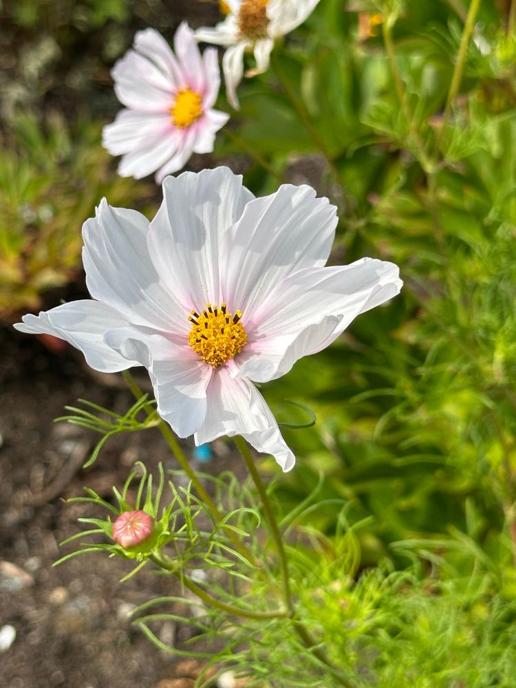 White cosmos with pink-tinged center 
