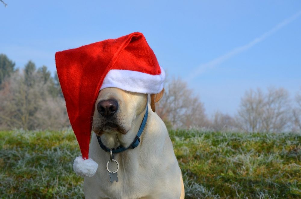 Yellow Labrador retriever dog wearing red and white Santa hat in a field. 