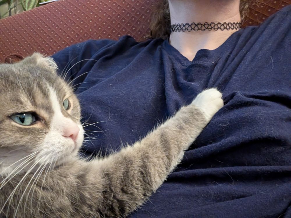 a little gray cat grabbing zin's titty