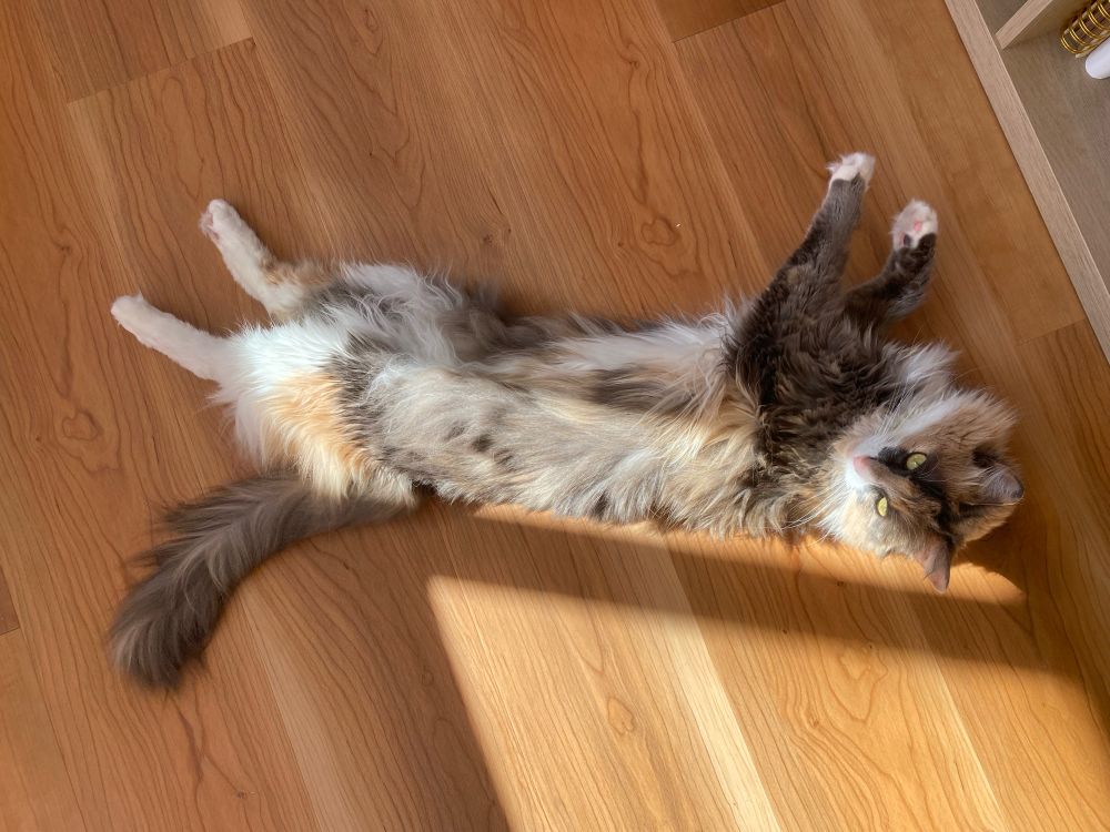 a blue cream tortoiseshell cat stretched out on the floor 