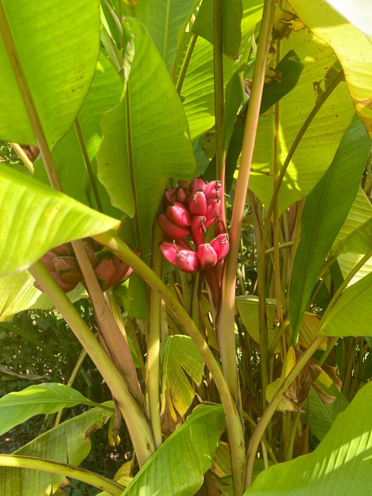 Pink bananas!!!