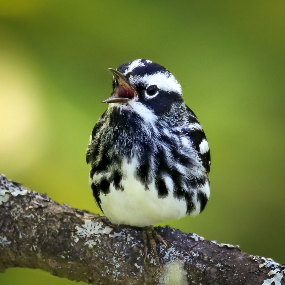 Black-and-white warbler sitting on one foot and singing