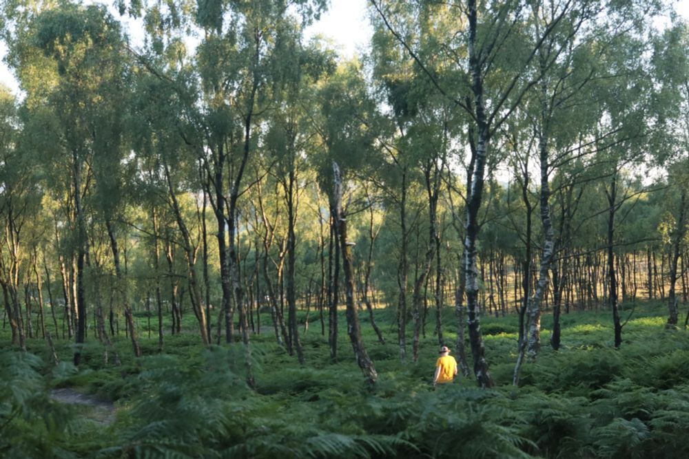 A photo of a forest in the evening sunlight. A person wearing a yellow T shirt is walking between the trees. 