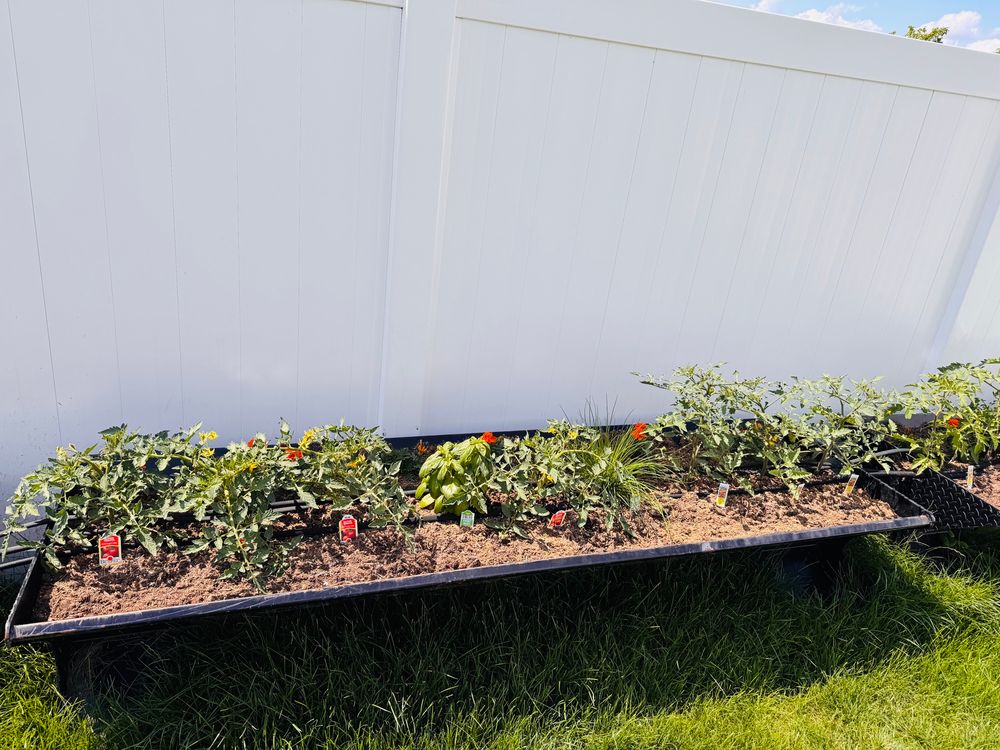 Growing veggies 