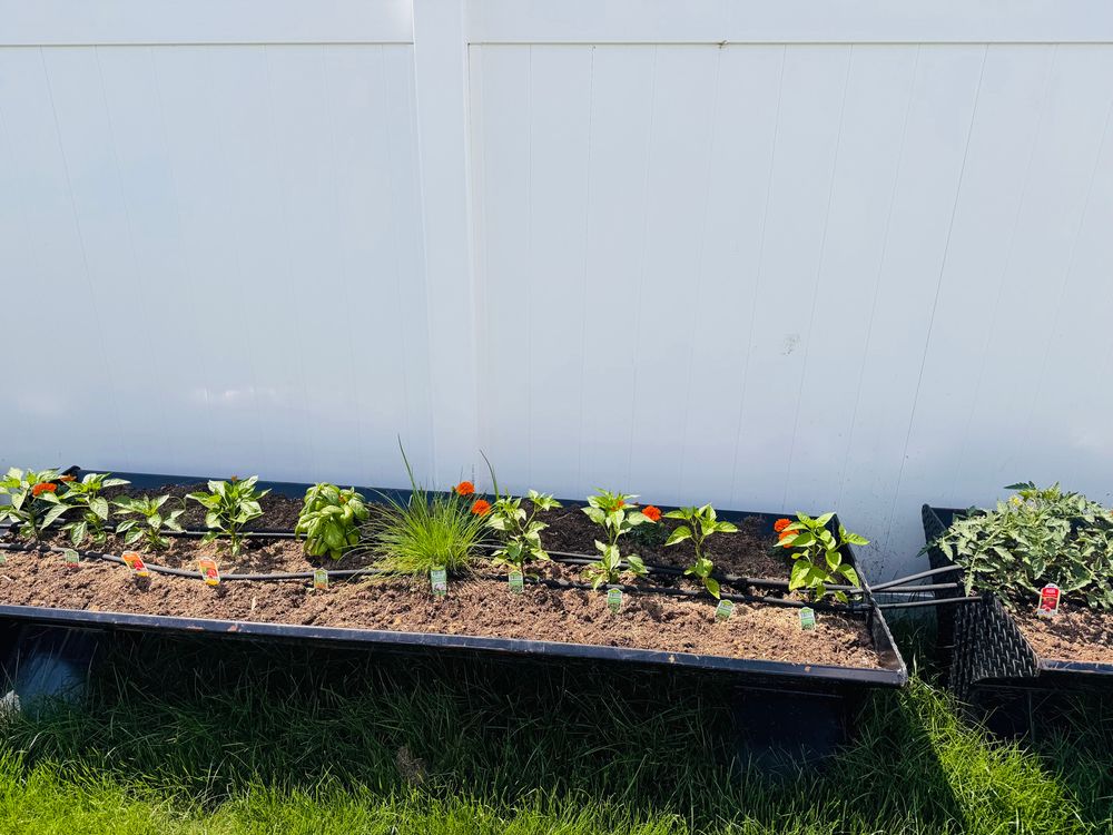 Growing veggies in planters