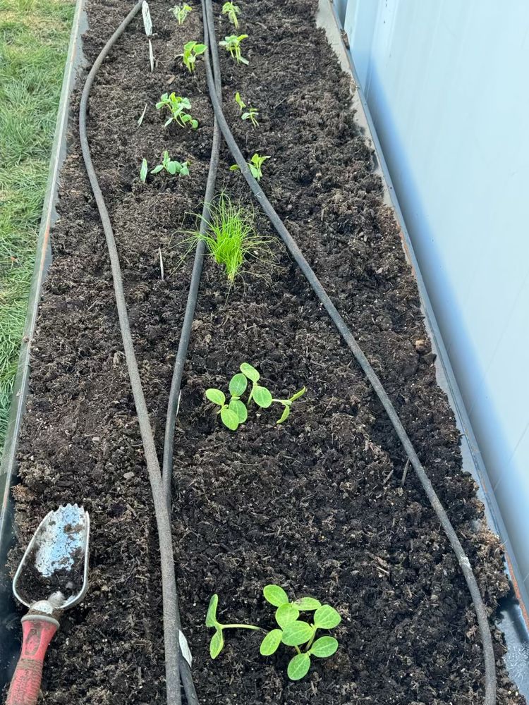 Pics of small veggie plants 