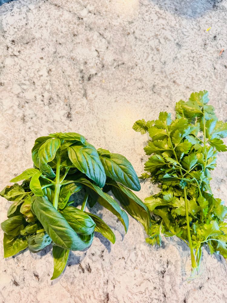 Freshly harvested basil and cilantro.