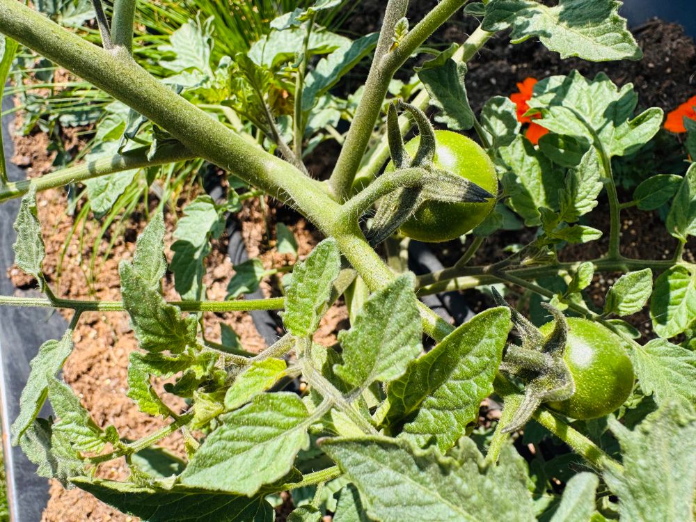 Up close picture of tomato plant bearing fruit.