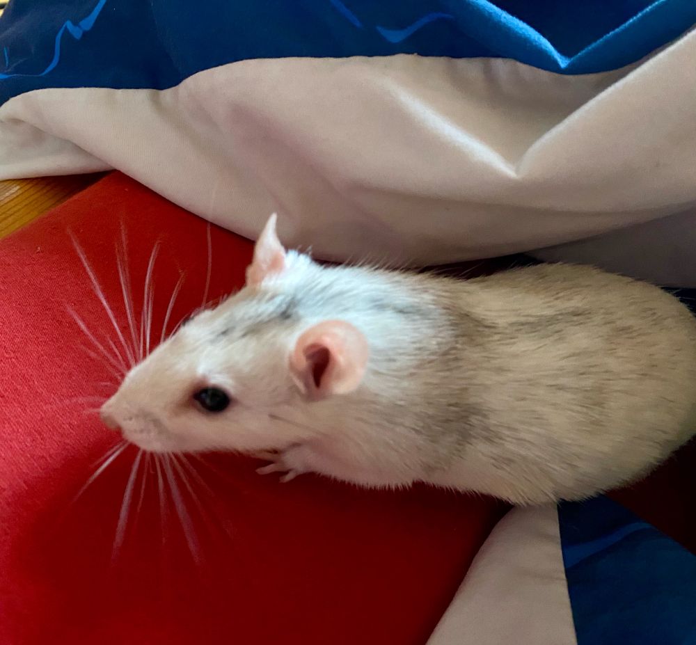 a greyish white rat looking cute