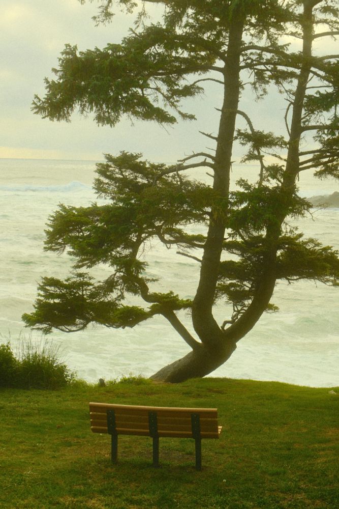 Photo of wooden bench on a seaside cliff. There is a large tree at the edge of a cliff and rolling waves below. 