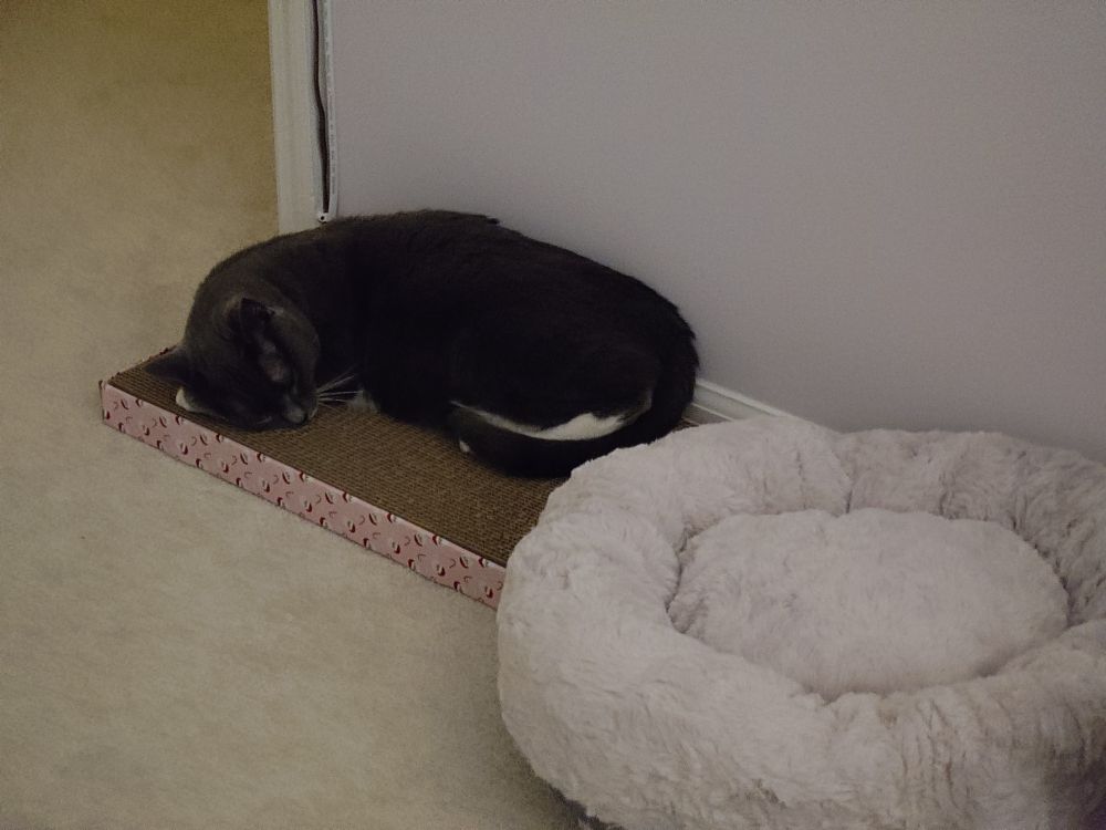 A grey cat napping on a cat scratcher, facing away from the cat bed behind her.