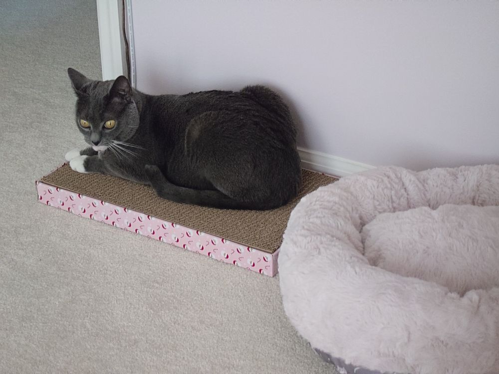 A grey coloured cat sitting on a cardboard scratcher. There is a soft bed next to her which she is ignoring...