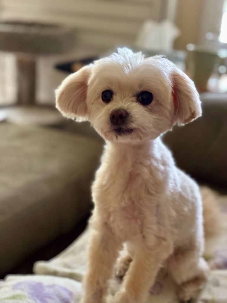Abby a white Maltese Pomeranian mix with big brown eyes sitting and looking towards a camera.  