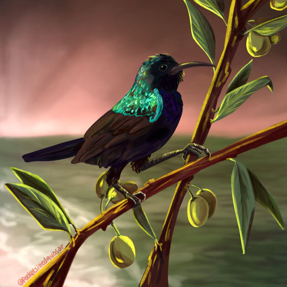 The painting is of Palestine sunbird sitting perched on olive branches. It is a small black and blue songbird with a teal-turquoise shimmer on its head and upper wings. In the background is a faded scene of a beach at sunset in the colors of the Palestinian flag: red, green, black, and white. The artist’s signature “@pocketsizedquasar” is written over one of the branches on the bottom left.