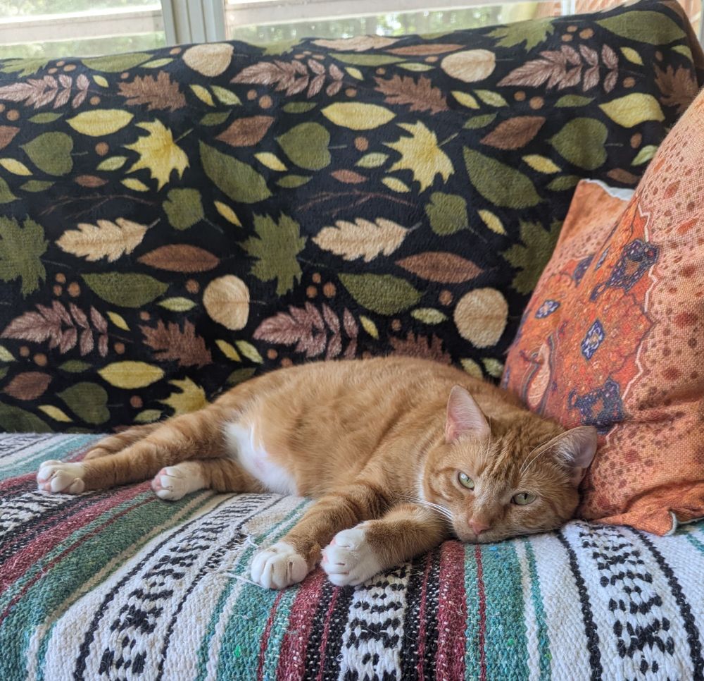 Pixie, orange tabby, on the porch glider looking seductively at the camera