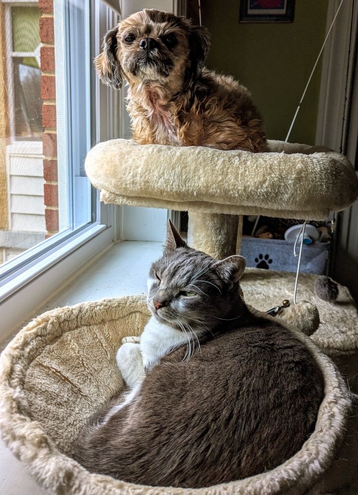 Maizy (small dog) and Grayson (gray cat) on a cat tree in front of a window