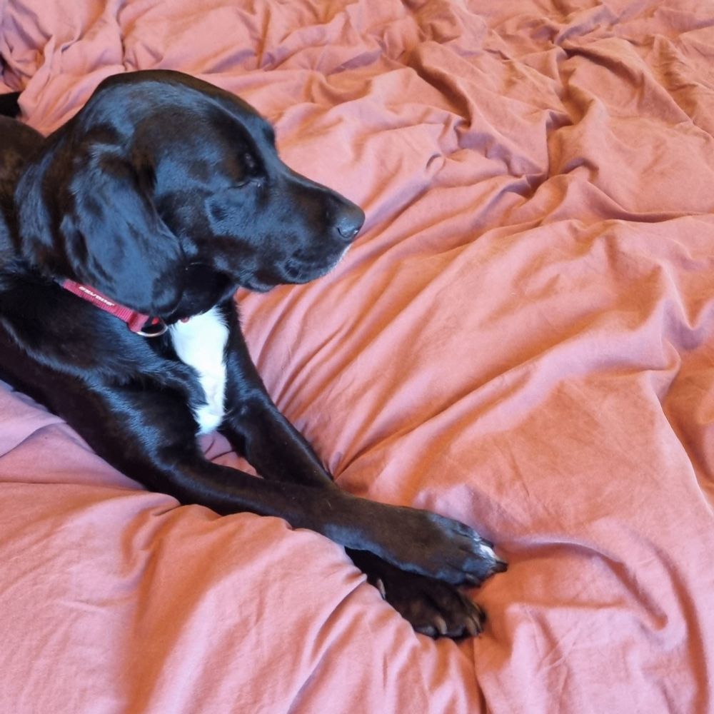 A black dog with a white chest and red collar lies on a pink duvet with his paw crossed looking relaxed. 