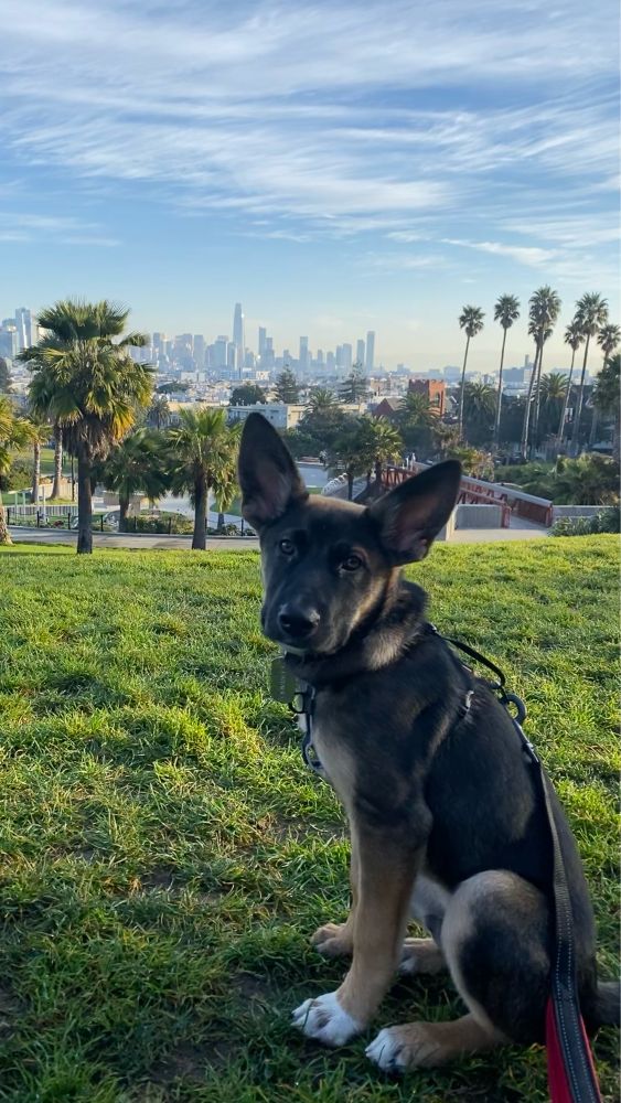 a german shepherd puppy in dolores park in san francisco, looking out toward the city in the background, but turned back to look at the camera