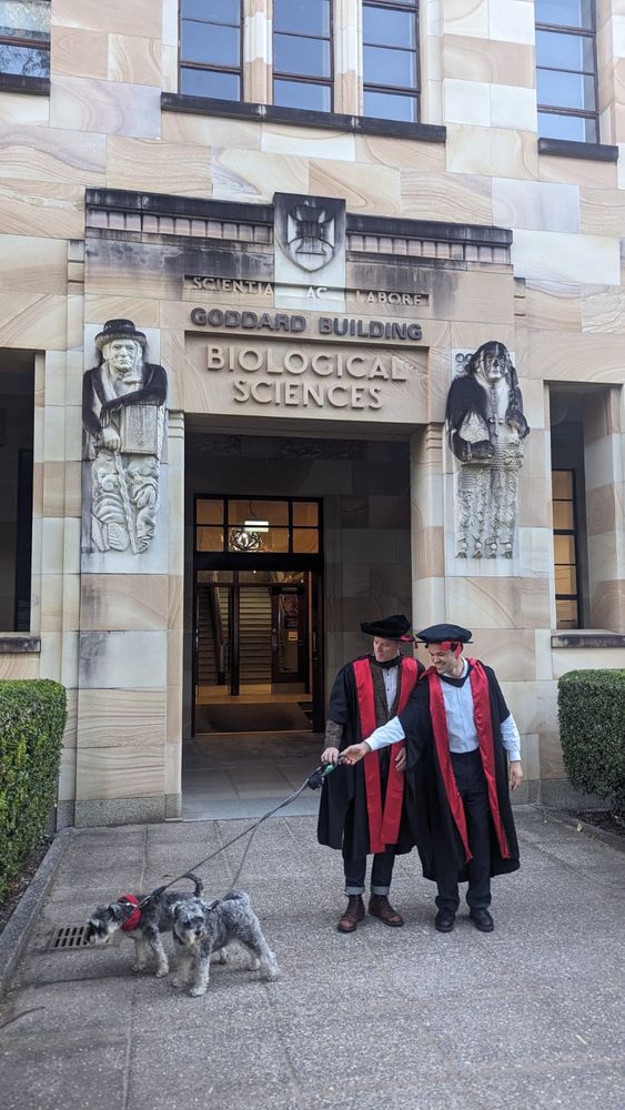 Two blokes dressed in gowns and ceremonial hats being dragged towards a bush by two miniature schnauzers in front of the Goddard building at the University of Queensland, St Lucia campus.