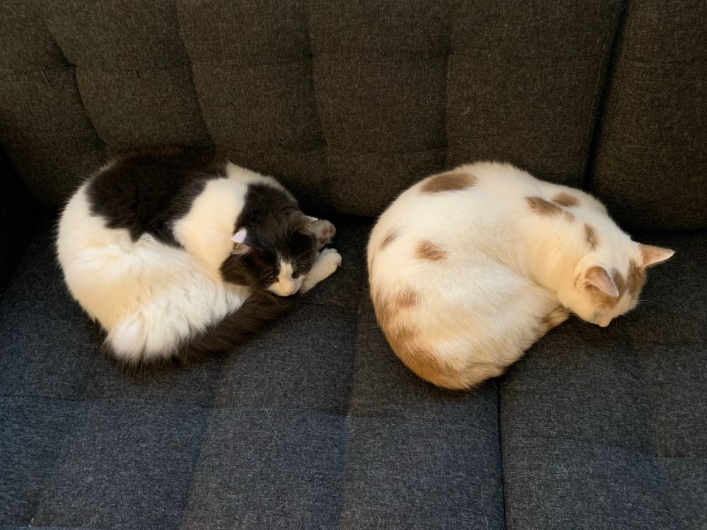 Both sleeping righty