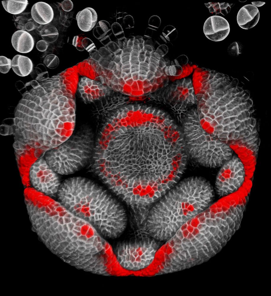 Confocal image of a front view of a young Mimulus flower bud with plasma membrane labelled with mCitrine (but shown in grey) and DR5-REF reporter shown in red