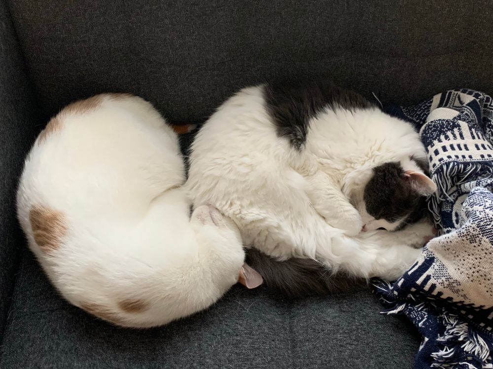 Sugar sleeping righty Nickel sleeping lefty