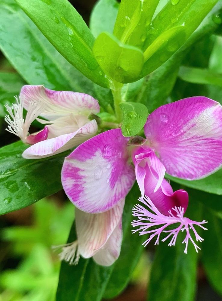 Close up of another two flowers with feathered crests