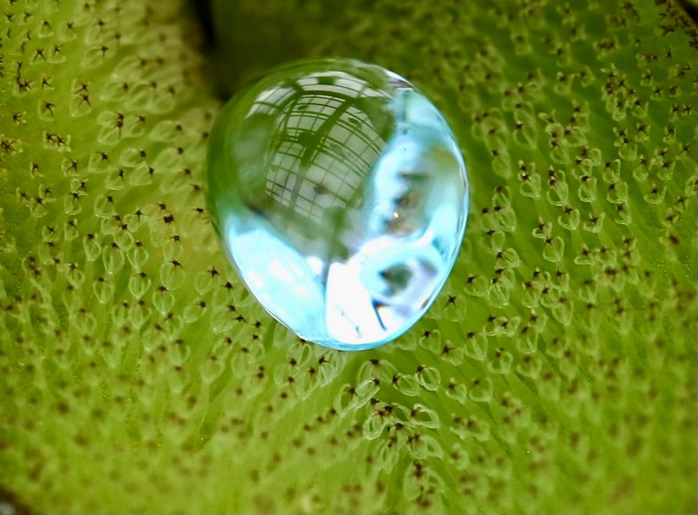 Another close up of hair holding up water