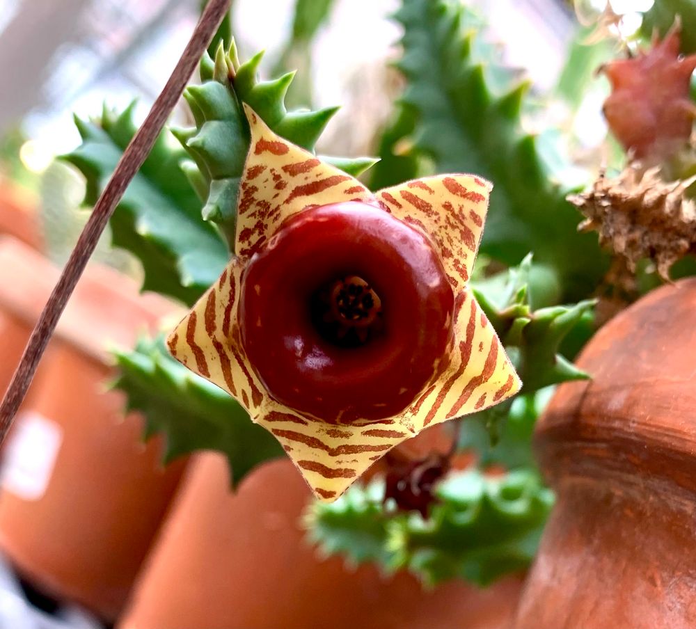 A close up of a flower thats rubbery crimson color in the middle and five pointy petals that are yellow with red stripes