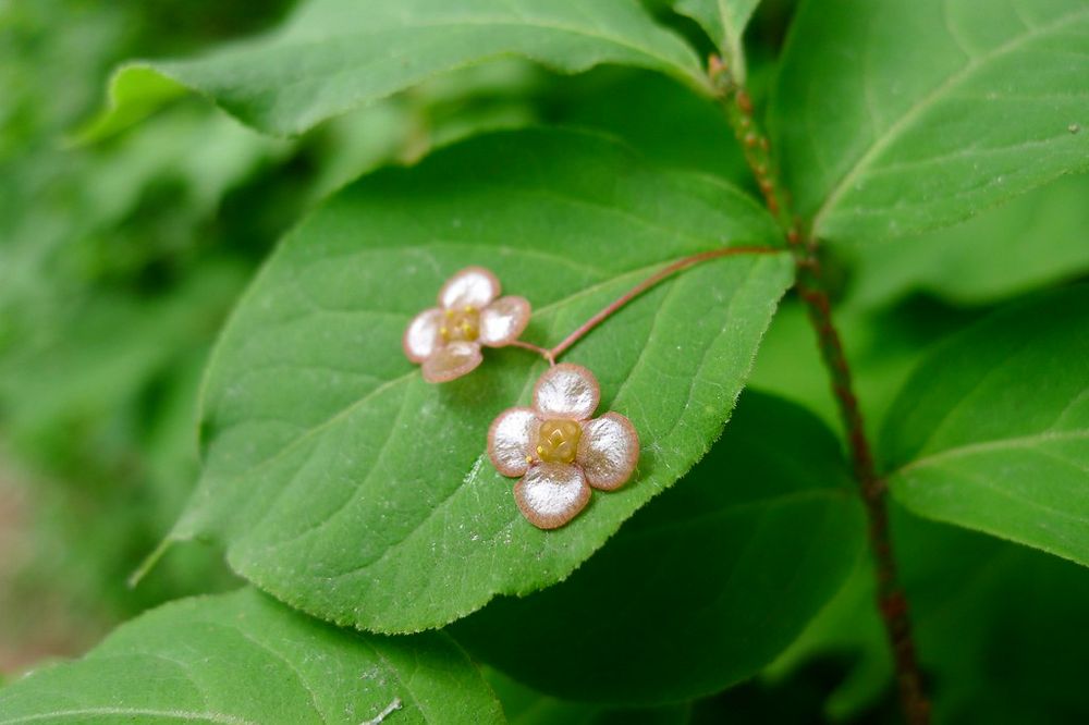 Another leaf holding two flowers. Pic taken from https://www.flickr.com/photos/botalex/5954430245/in/photostream/