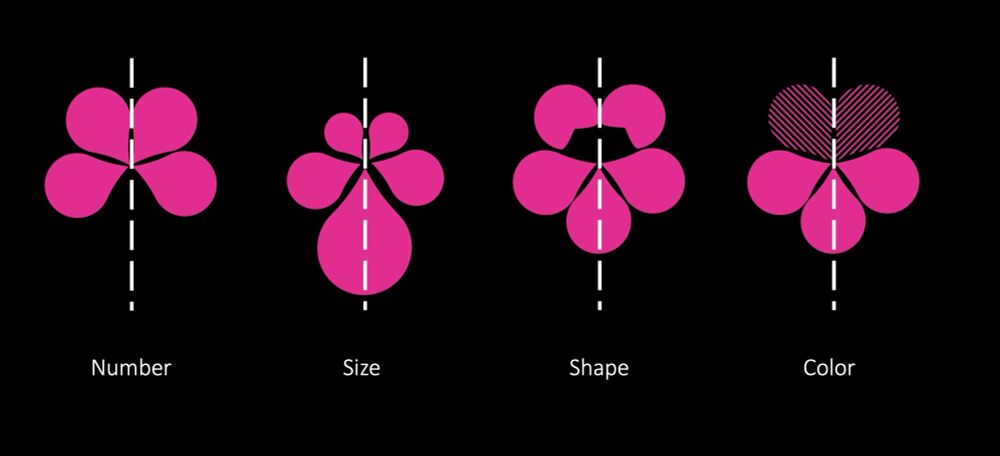 A screenshot of my slides showing how bilateral symmetry can be expressed in flowers
